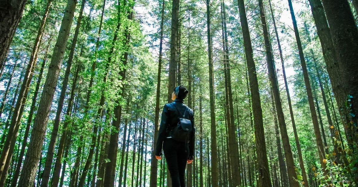 Forest Bathing