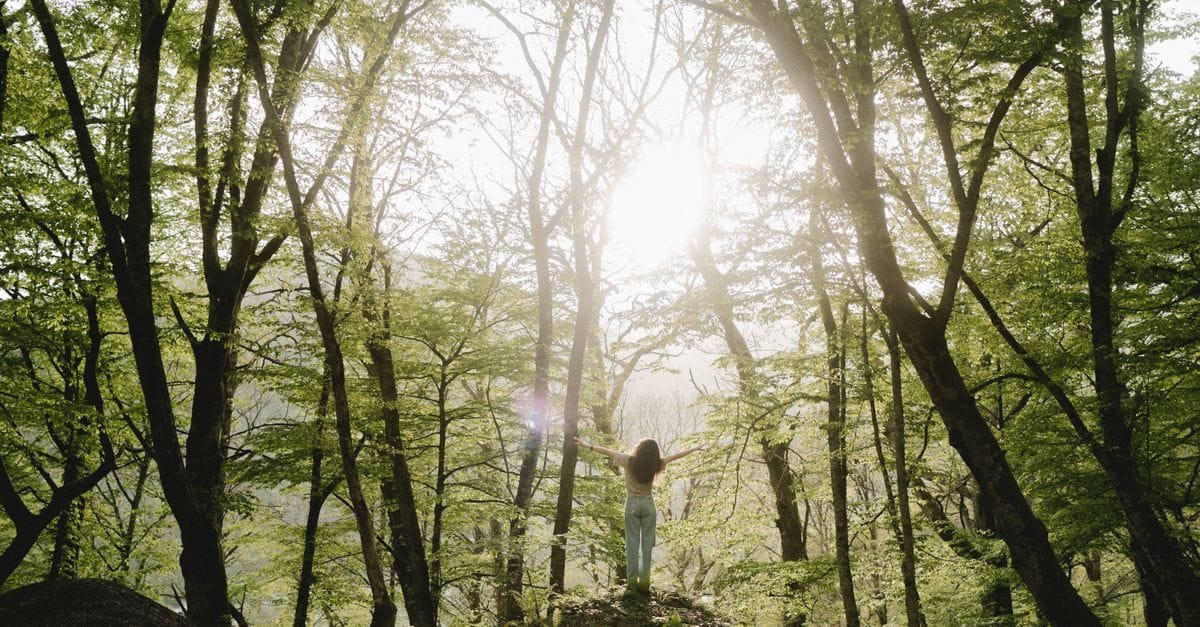 Forest Bathing