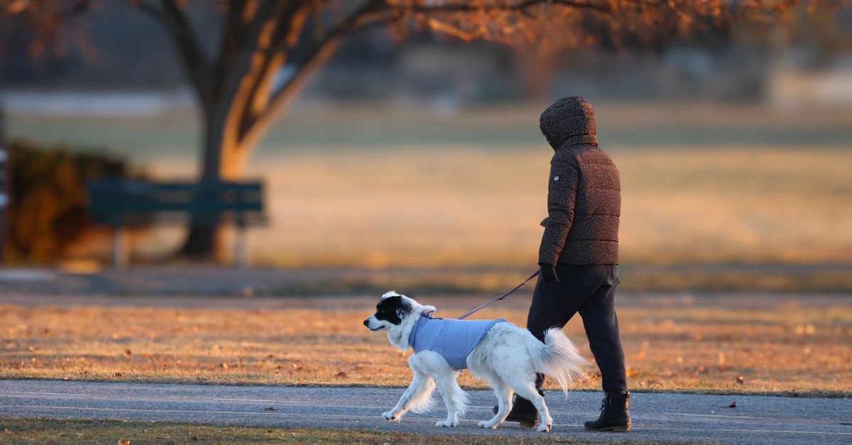 Person walking a dog in the park at golden hour